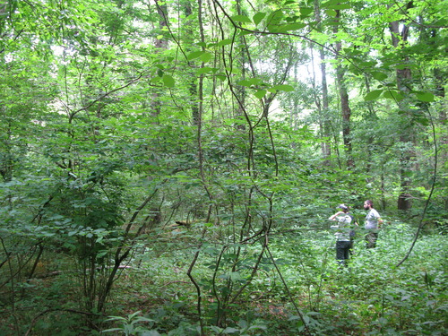 GRSM Accuracy Assessment. Plot Code: GRSM_AA_0866_5