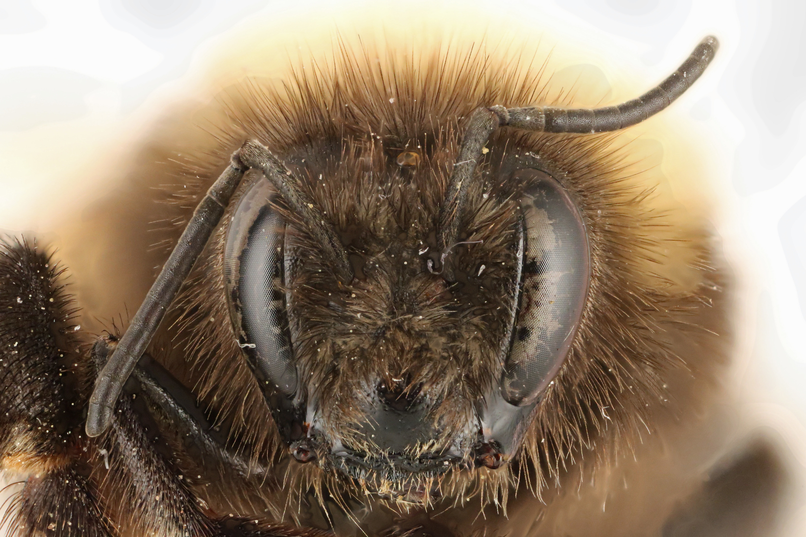 Head view of pinned bee, Bombus occidentalis