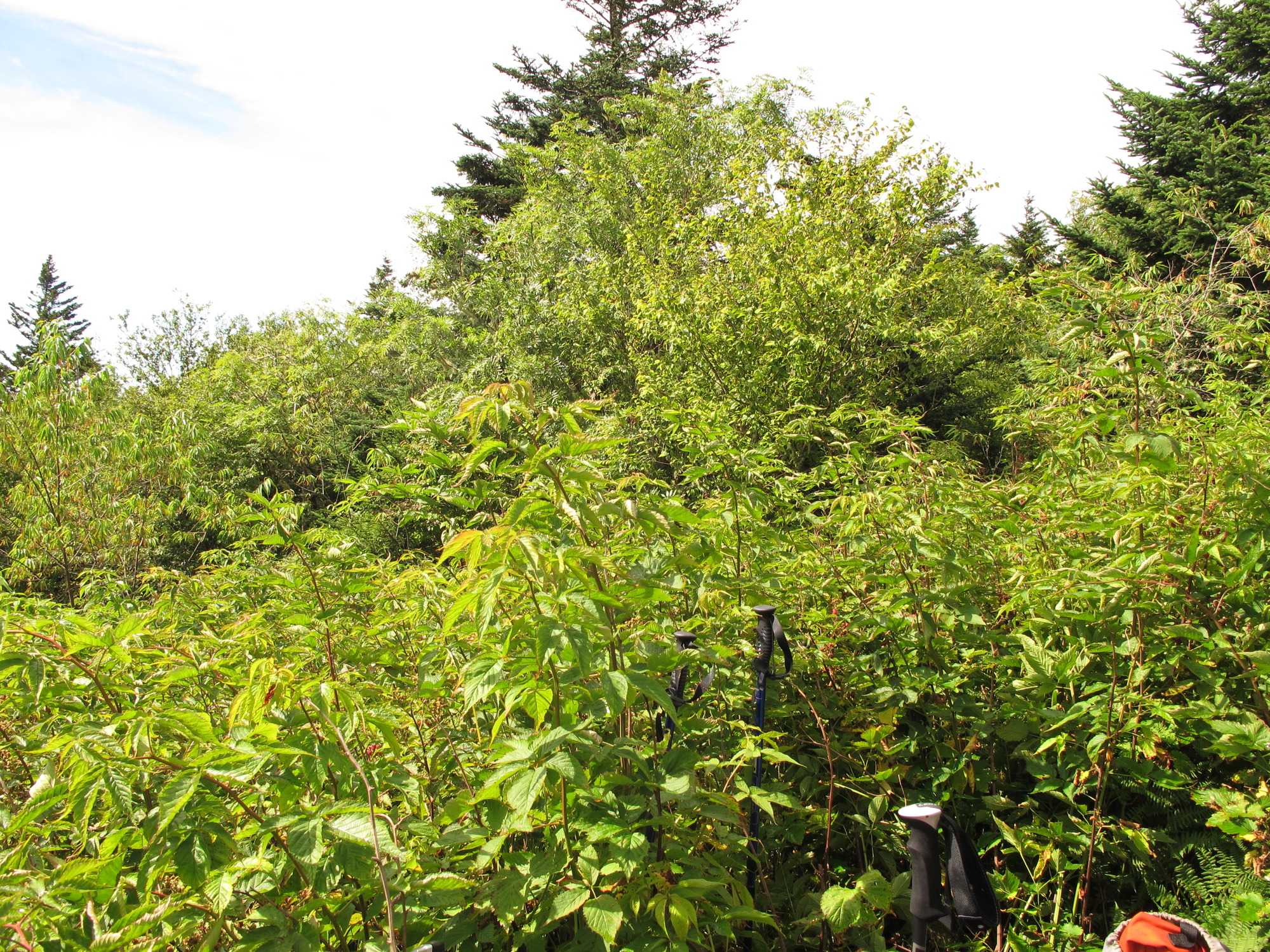 Plot Code: GRSM_AA_0590_2