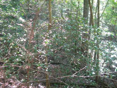 GRSM Accuracy Assessment. Plot Code: GRSM_AA_0500_6