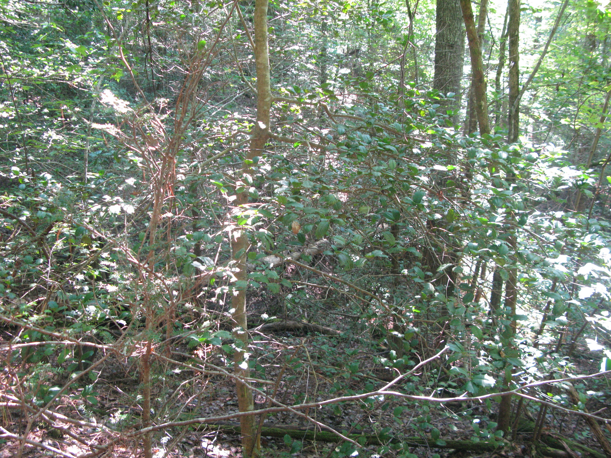 GRSM Accuracy Assessment. Plot Code: GRSM_AA_0500_6