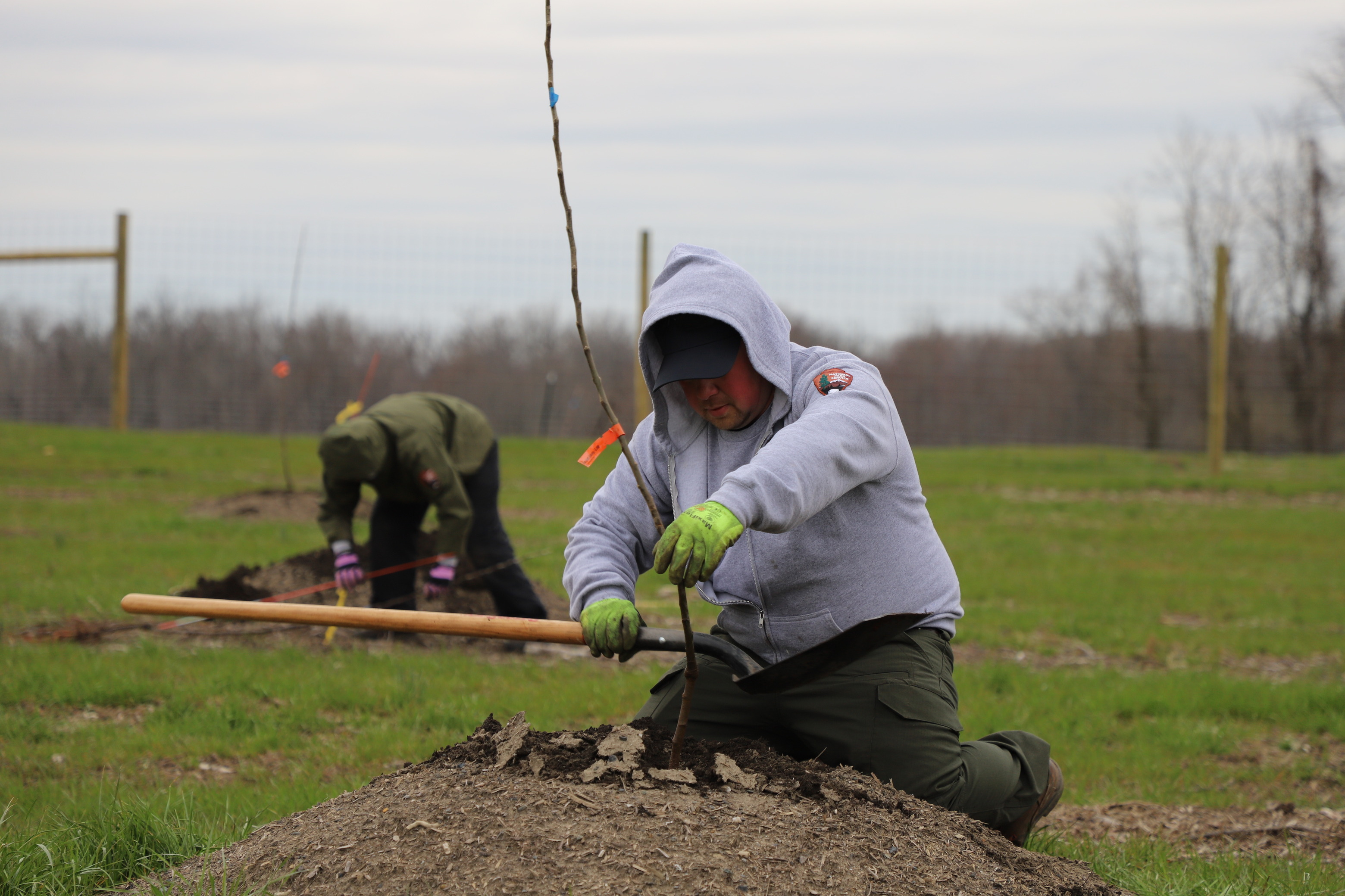 An NPS employee kneels on a soil mound and holds a shovel handle parallel to the ground, near the base of a thin tree that was recently planted. 