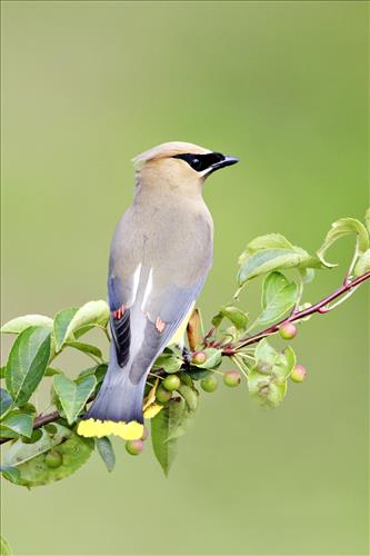 Cedar waxwing in Cuyahoga Valley National Park