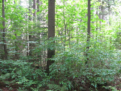 GRSM Accuracy Assessment. Plot Code: GRSM_AA_0013_4