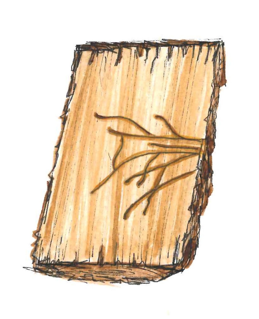 An illustration of a tree log with galleries.