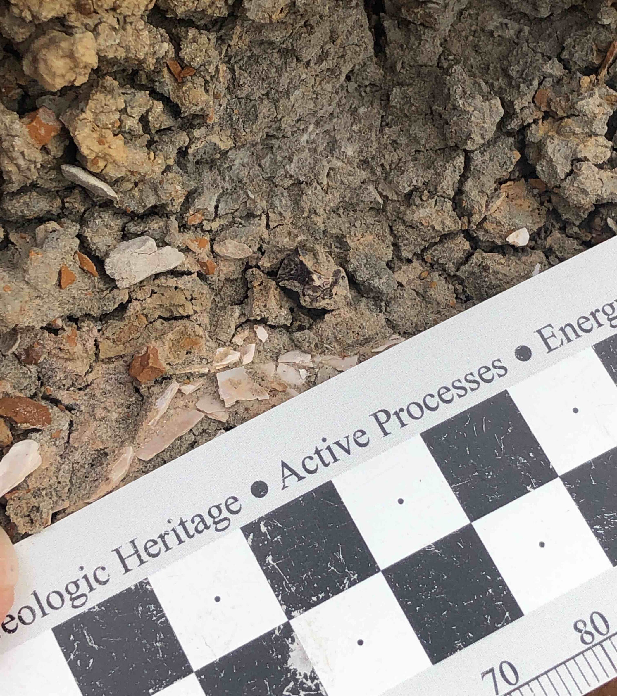 Figure 28. A photo of a fish vertebra in the field.