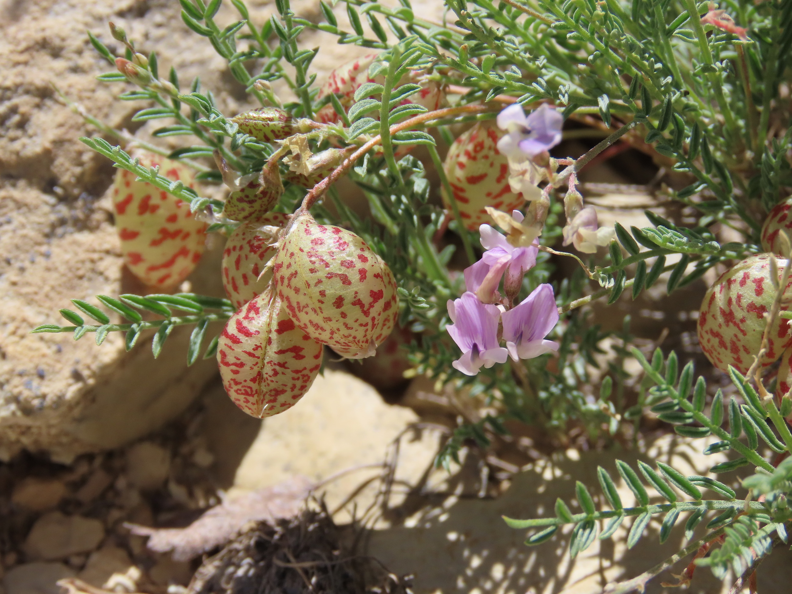 Plant with thin leaves growing close to the ground. Purple pea flowers grow on the stems as do beige bulbs with red speckles.