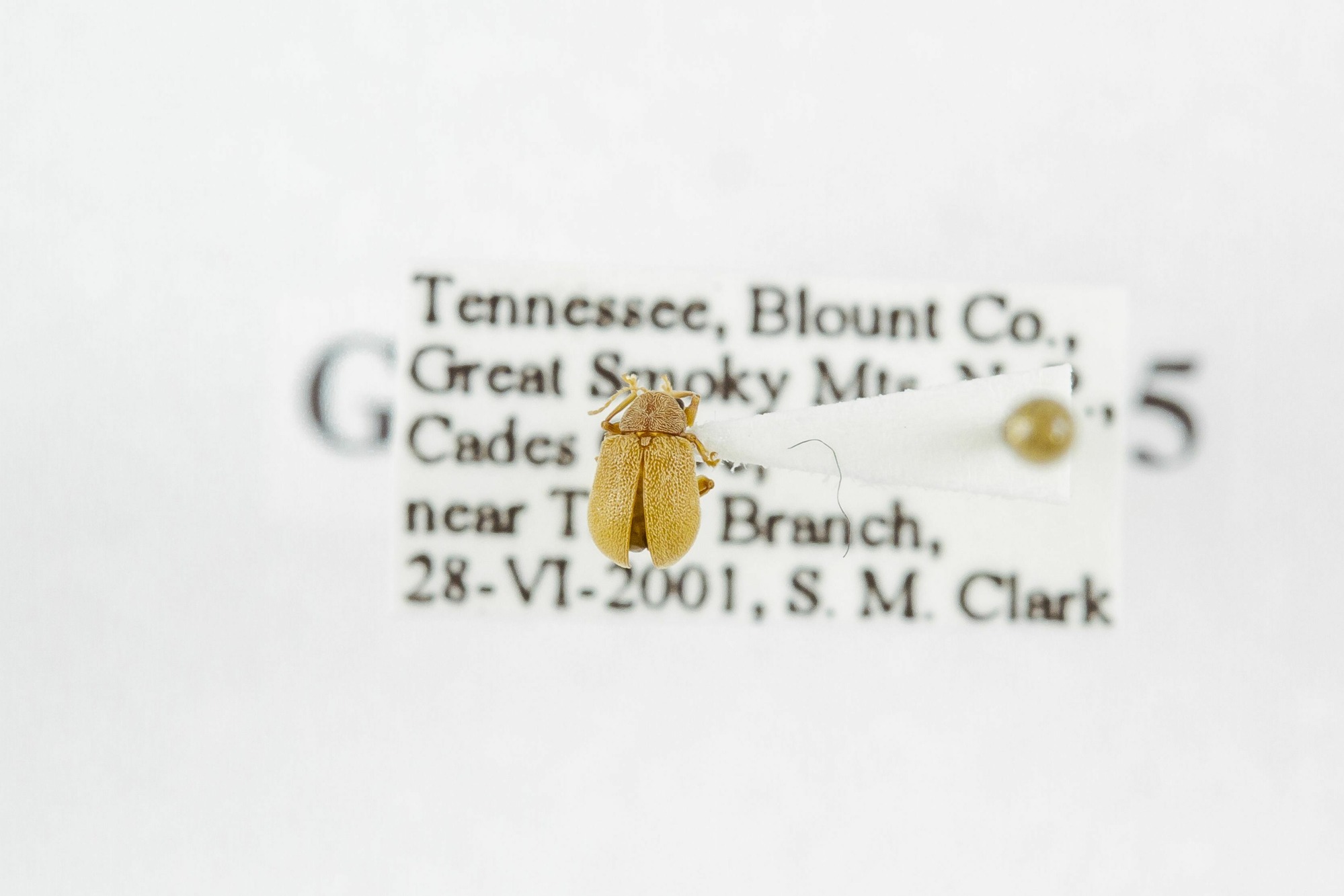 Image of Demotina modesta, a species of Animalia