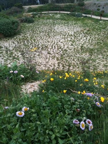 Fort Point East Battery Plant Restoration - Spring 2013