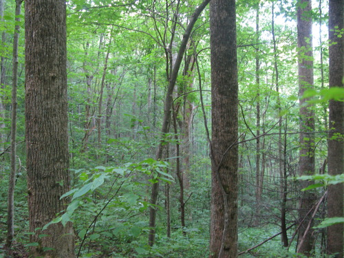 GRSM Accuracy Assessment. Plot Code: GRSM_AA_0054_4