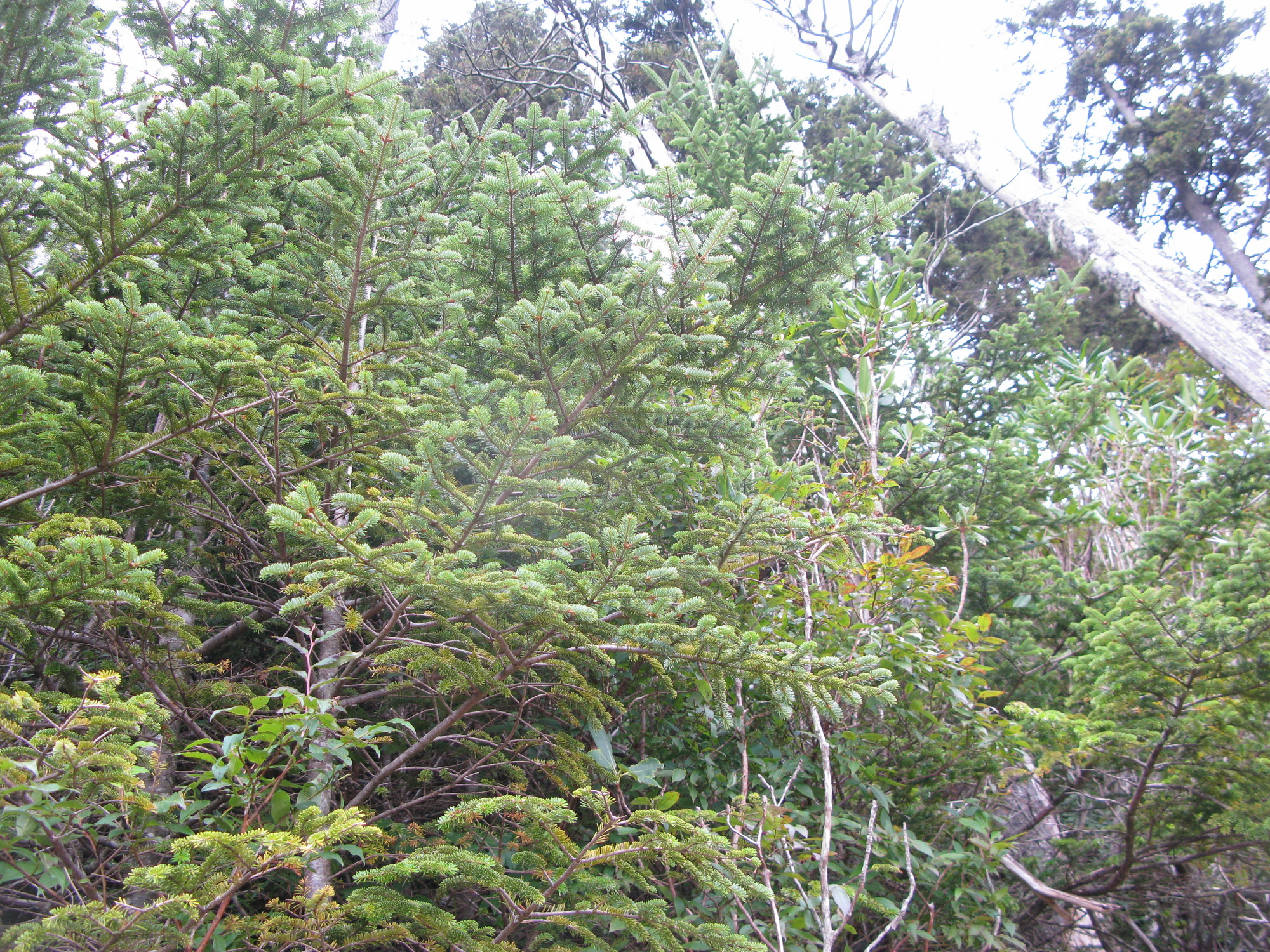 GRSM Accuracy Assessment. Plot Code: GRSM_AA_0887_2