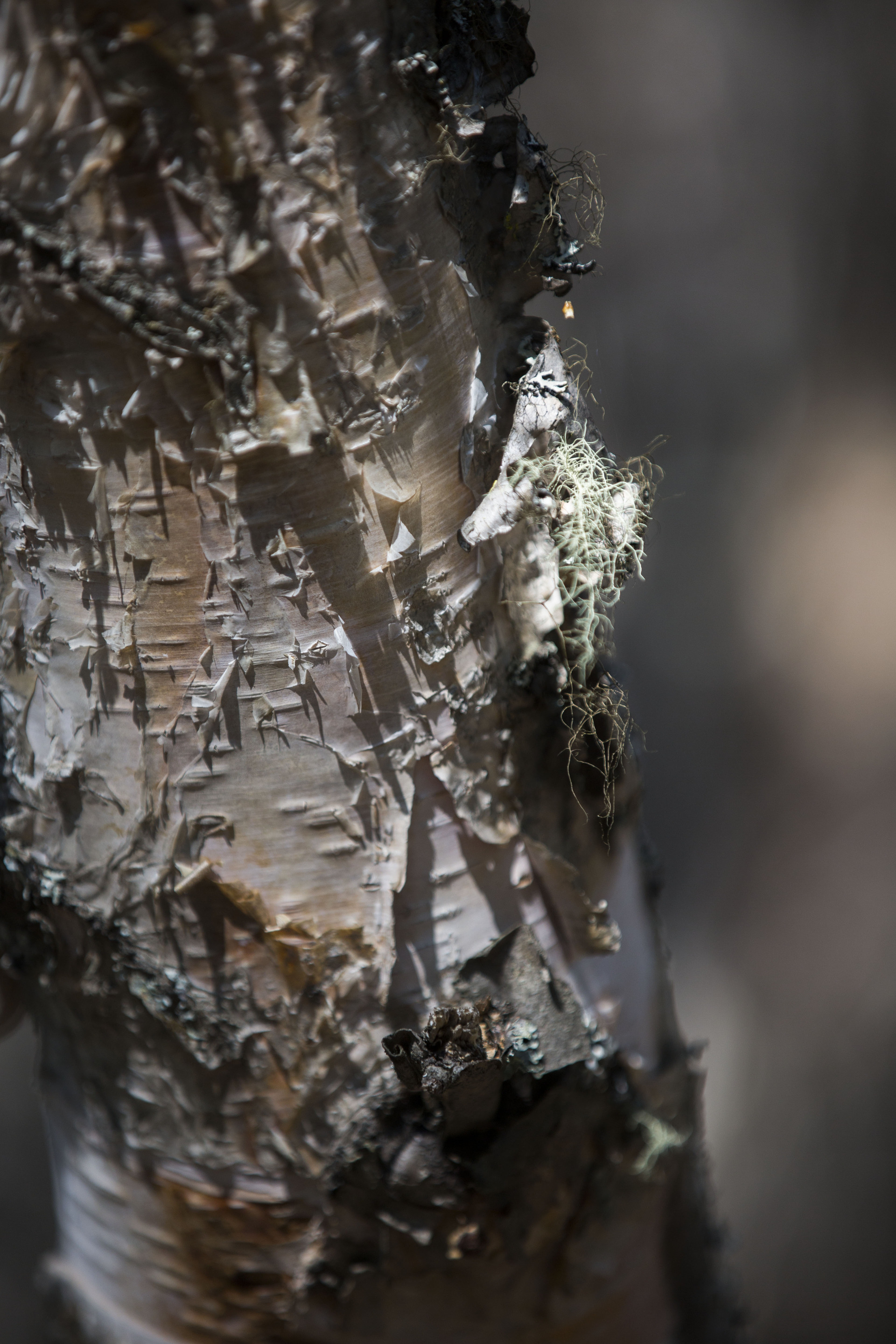 closeup of paper-like white bark on a tree trunk