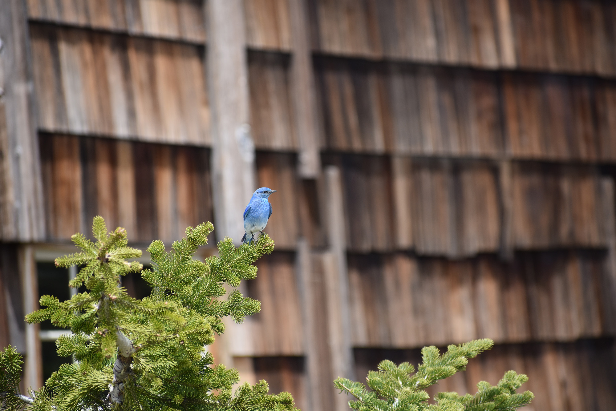 A bright blue bird perched on the tip of an evergreen branch in front of a wood-shingled building. 