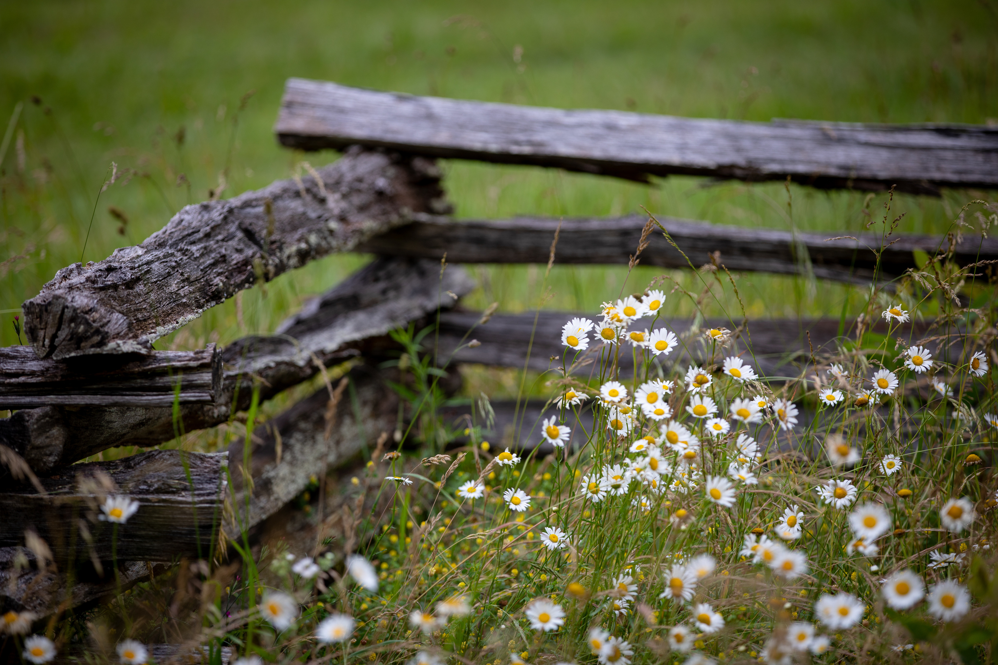Photo of old weathered split rail fencing with white and yellow daisies and green tall grass in the foreground. 