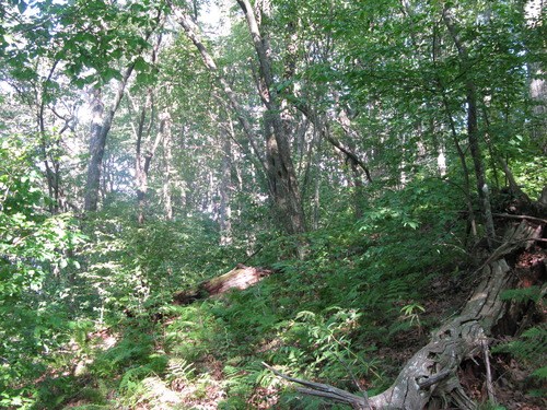 GRSM Accuracy Assessment. Plot Code: GRSM_AA_0249_3