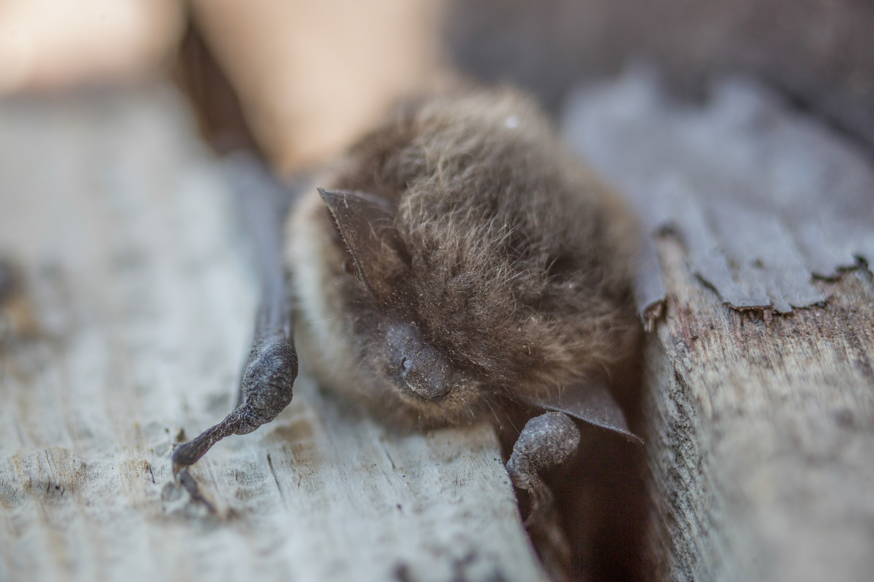Little brown bat  is positioned between two wooden planks on boardwalk.