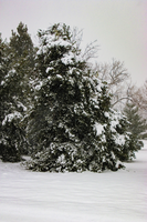 Batch of trees covered in snow