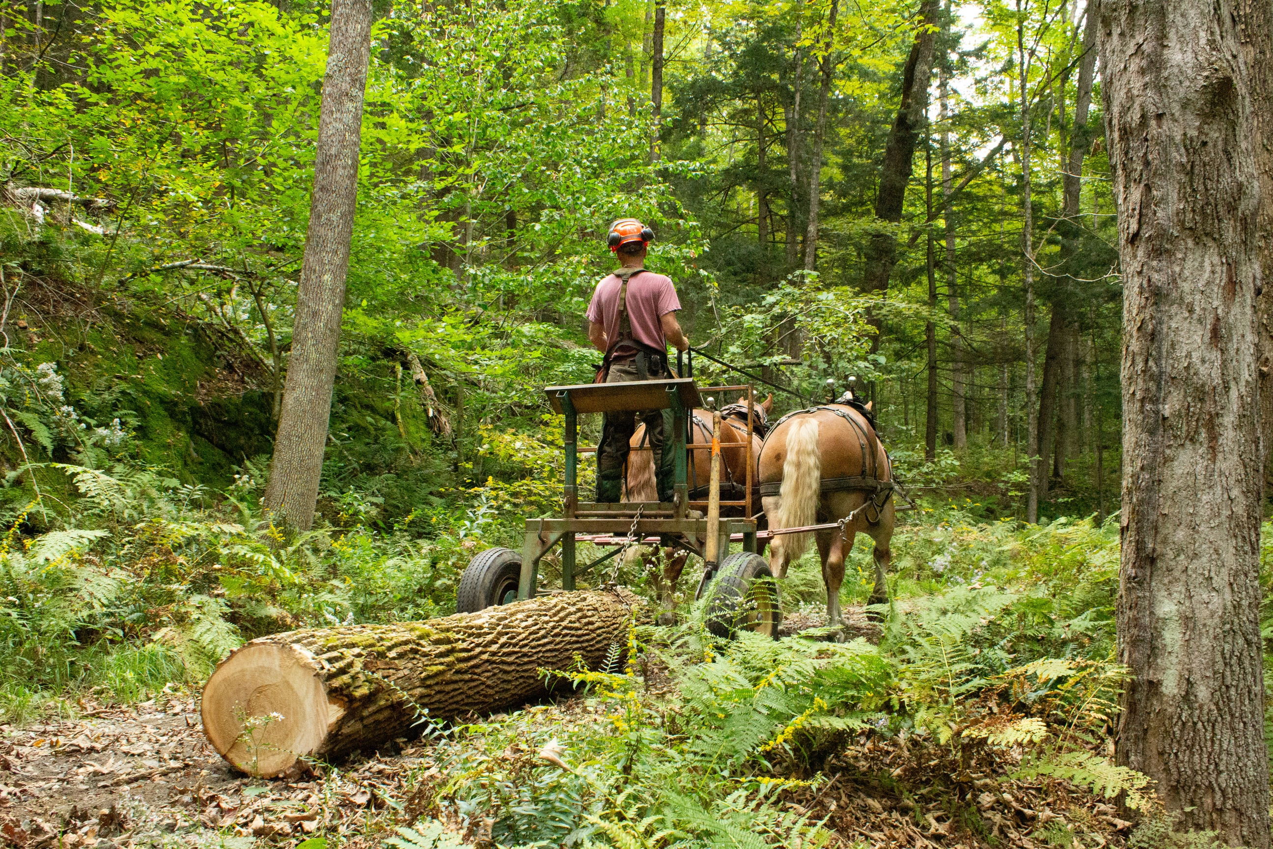 Horse logger rides down trail in forest