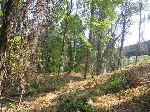 Control Invasive Plants with Student Conservation Corp Team (SCA) along the Blue Ridge Parkway August 2009.