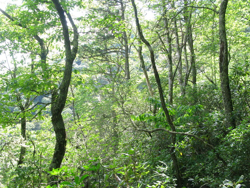 GRSM Accuracy Assessment. Plot Code: GRSM_AA_0883_6