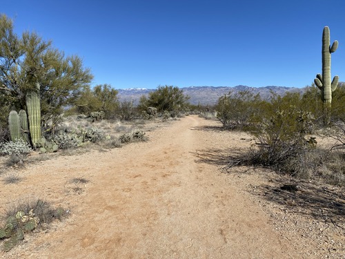Wide trail with a view of the Catalina mountains in the background
