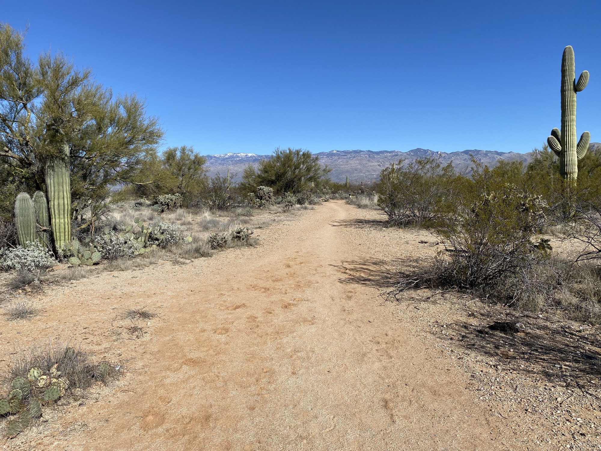 Wide trail with a view of the Catalina mountains in the background