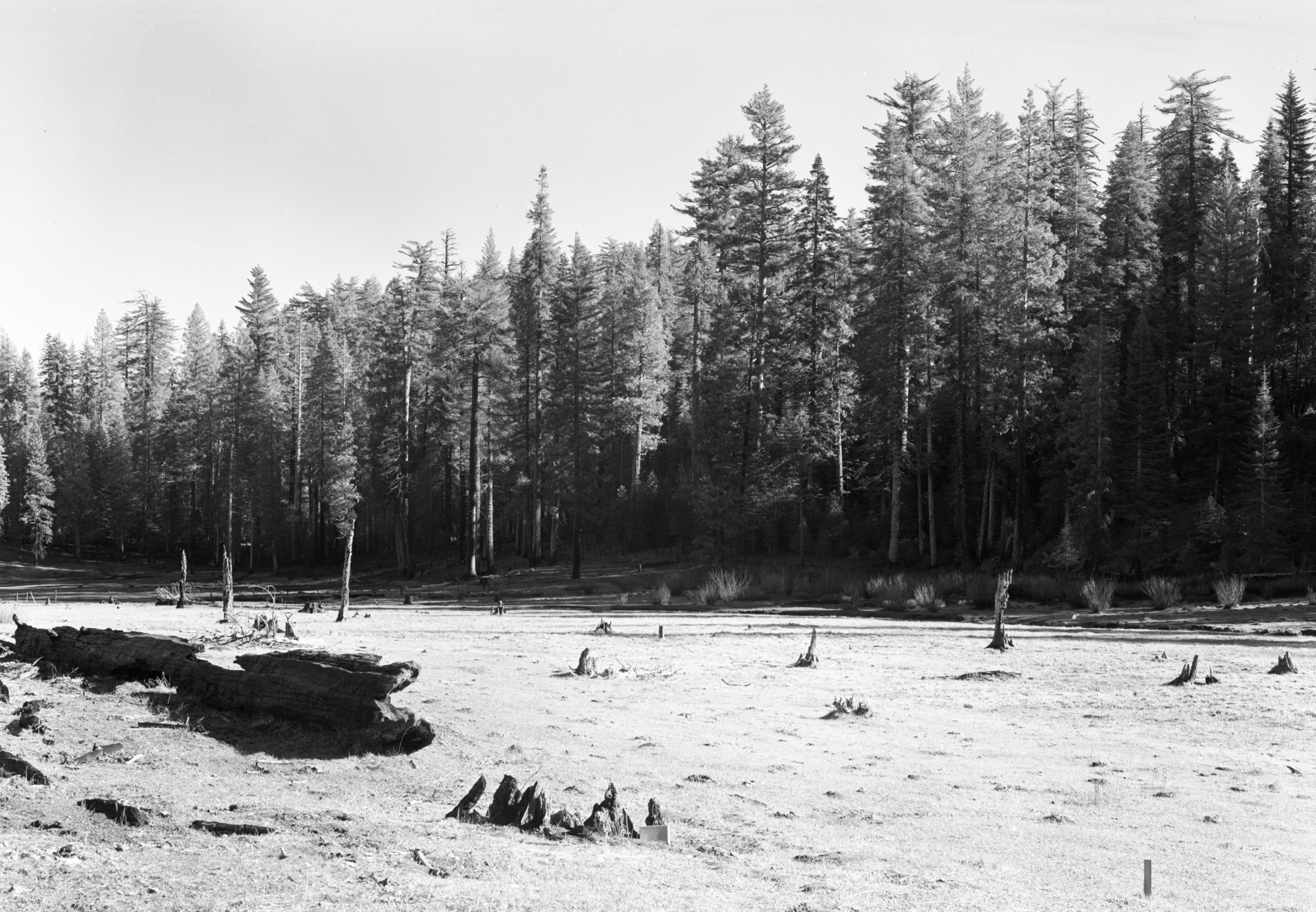 Old stumps in middle Cuneo meadow, looking east.