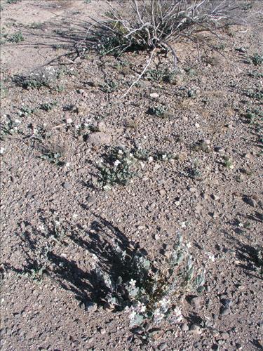 Synthlipsis greggii. Big Bend National Park, Dog Flat. January 2005