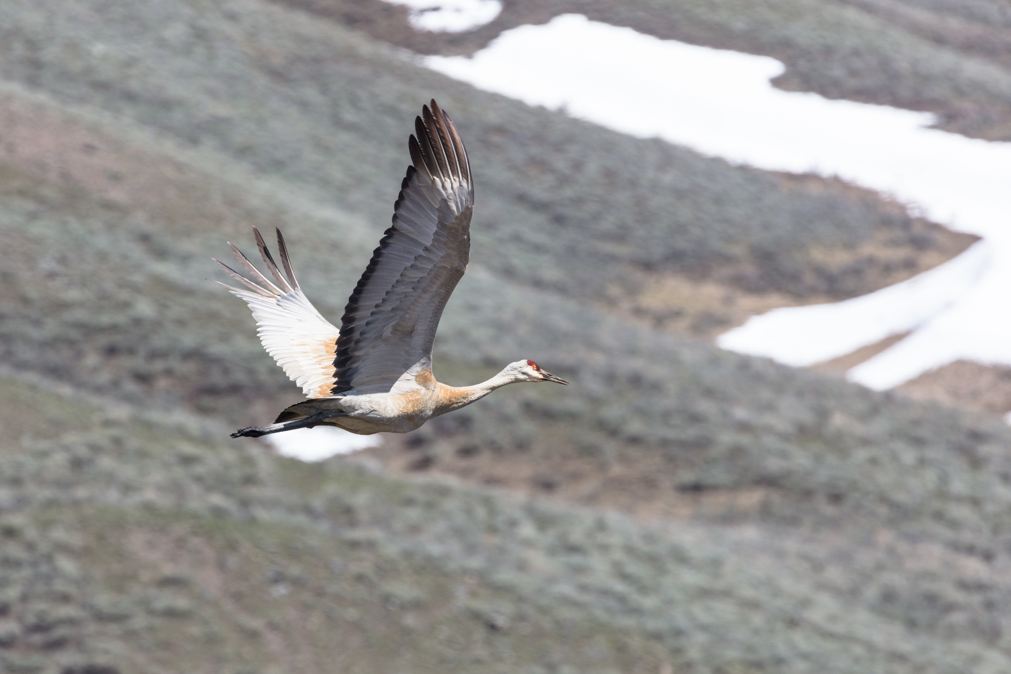 One sandhill crane in flight