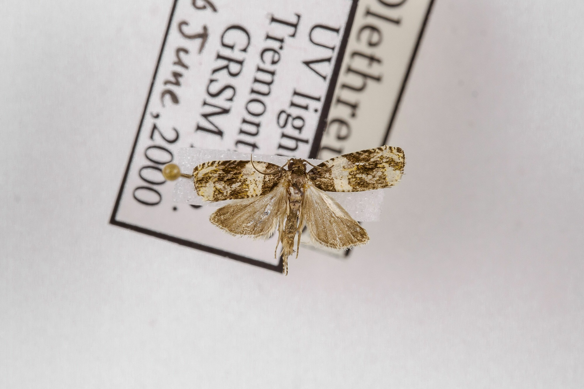 Image of Olethreutes fasciatana, a species of Animalia