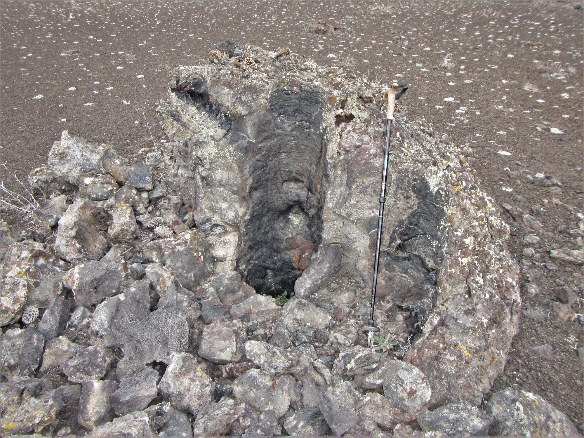 two impressions of the bases of standing trees left in lava rock next to a hiking stick of the same height and a third horizontal impression
