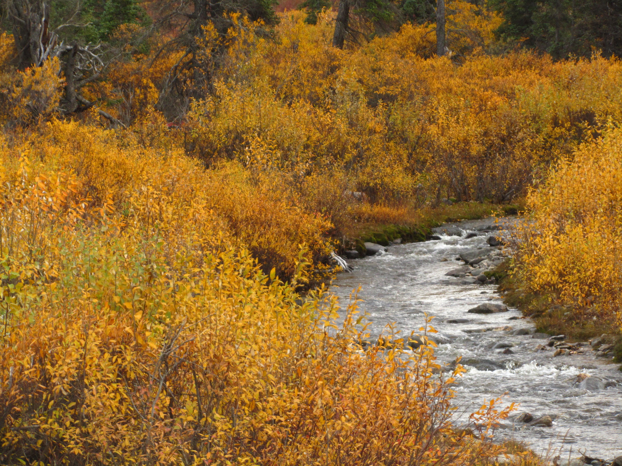 Yellow will bushes on the sides of a small creek in Denali