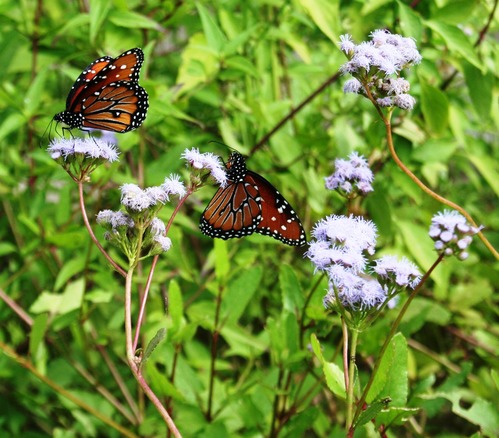 Queen butterflies sipping nectar