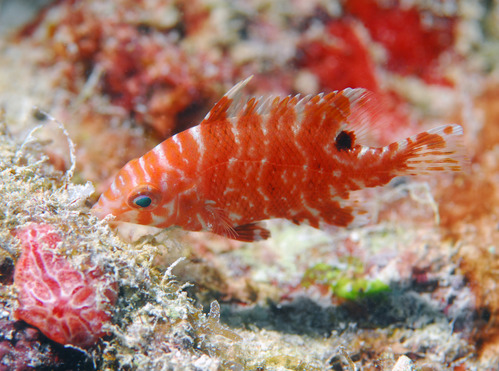 A juvenile hogfish feeding above a coral reef.