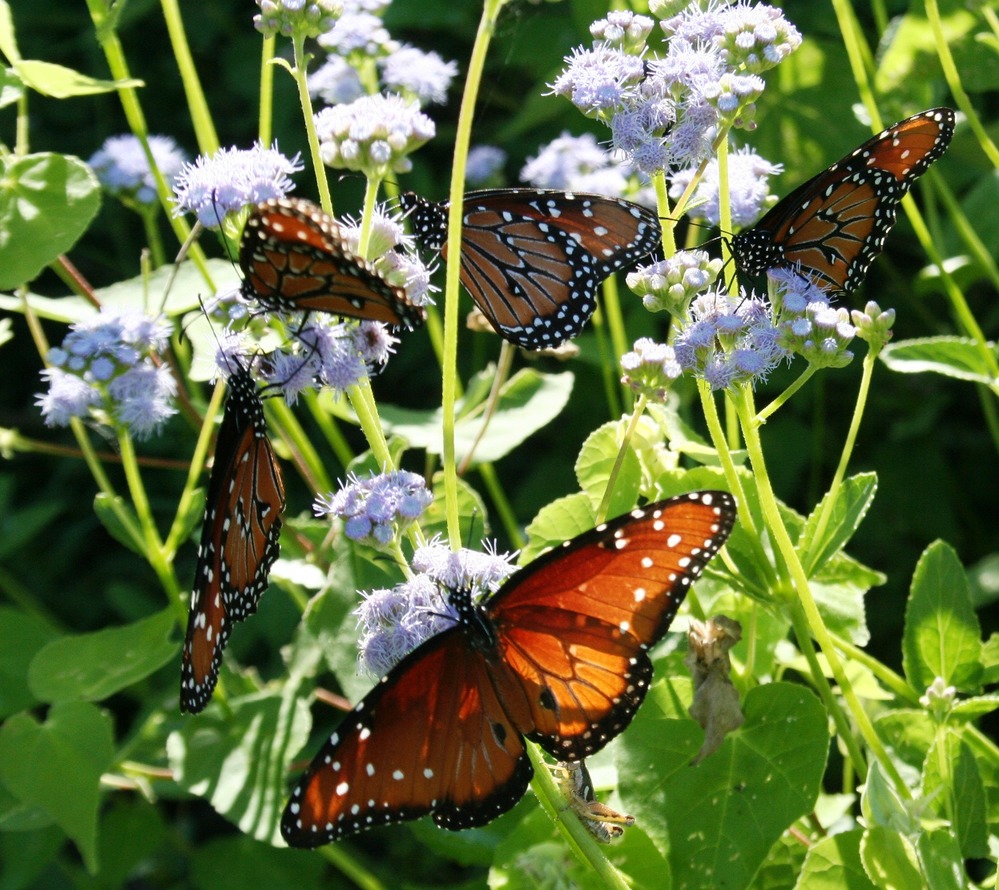 Queen butterflies on blue mistflower