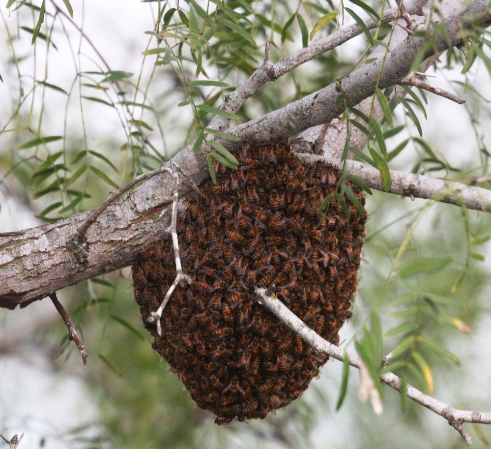 A mass of honey bees huddles together on a mesquite branch