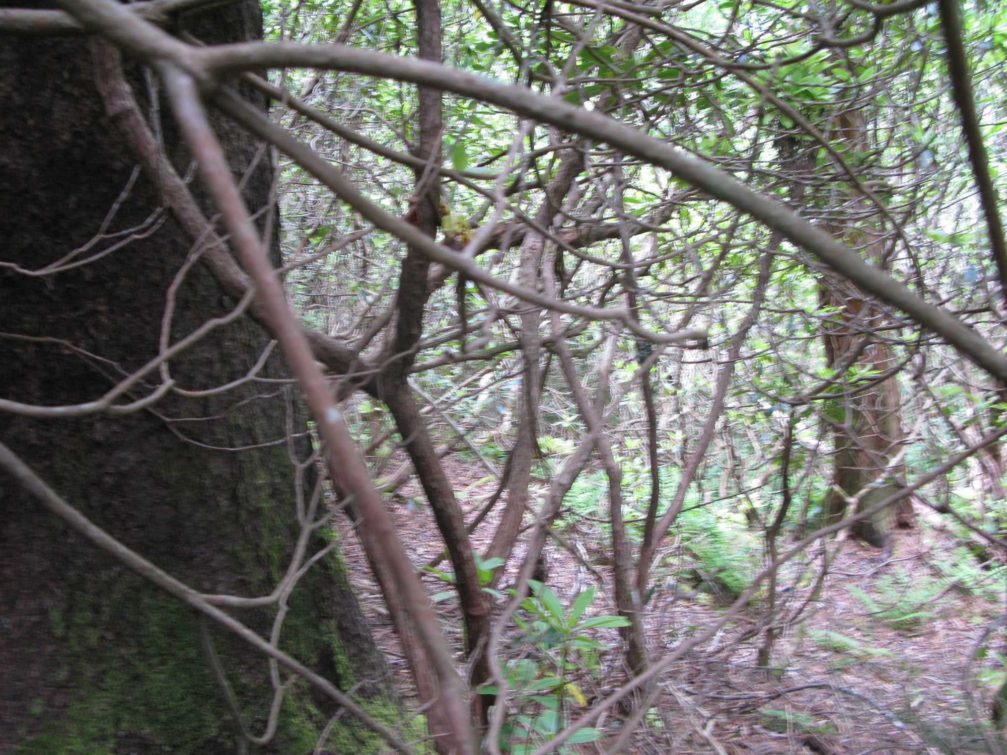 GRSM Accuracy Assessment. Plot Code: GRSM_AA_0930_3