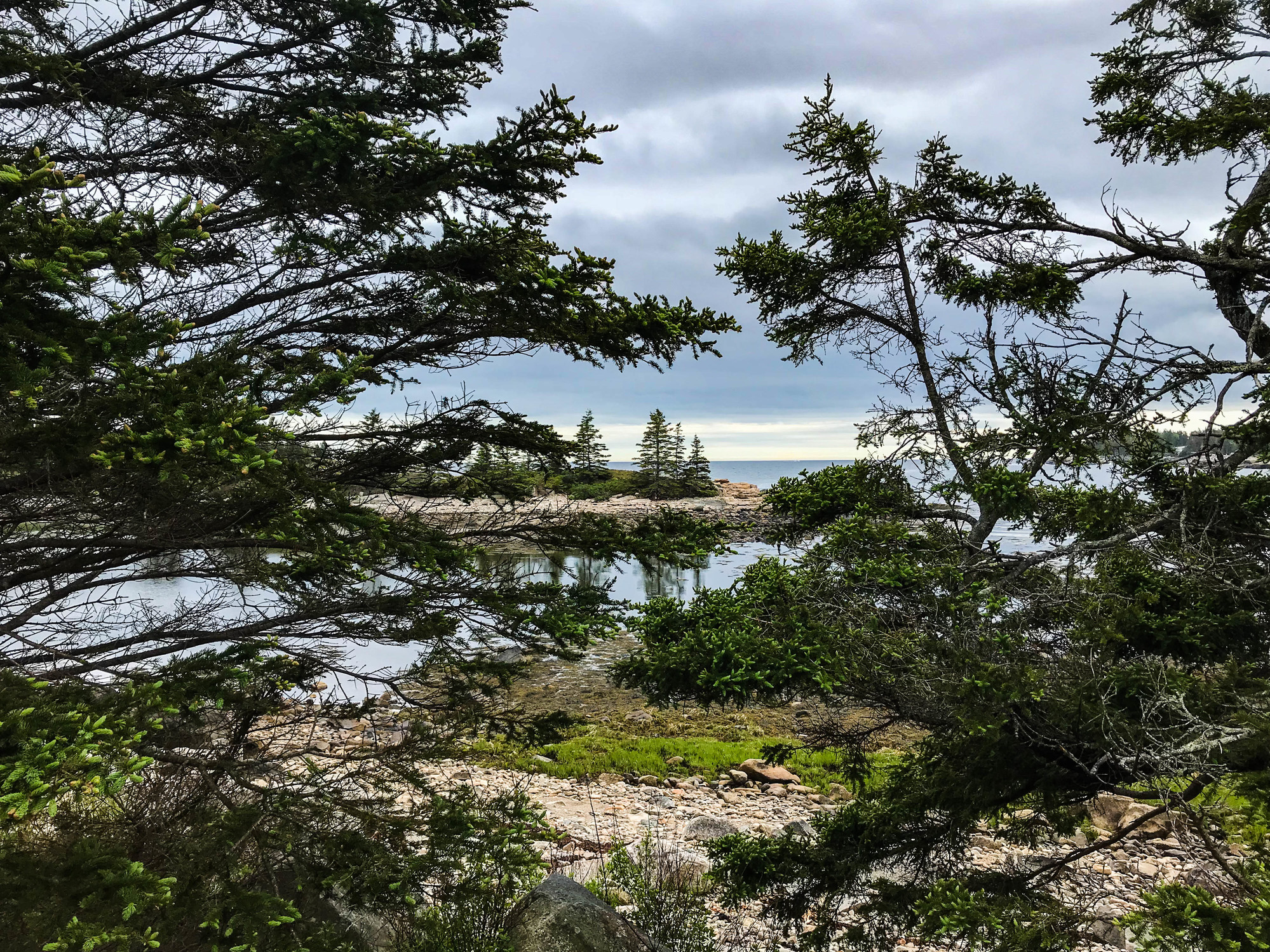 View of the rocky shoreline through branches of trees