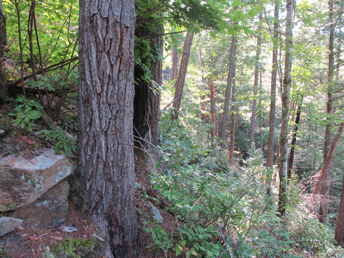 GRSM Accuracy Assessment. Plot Code: GRSM_AA_0808_3