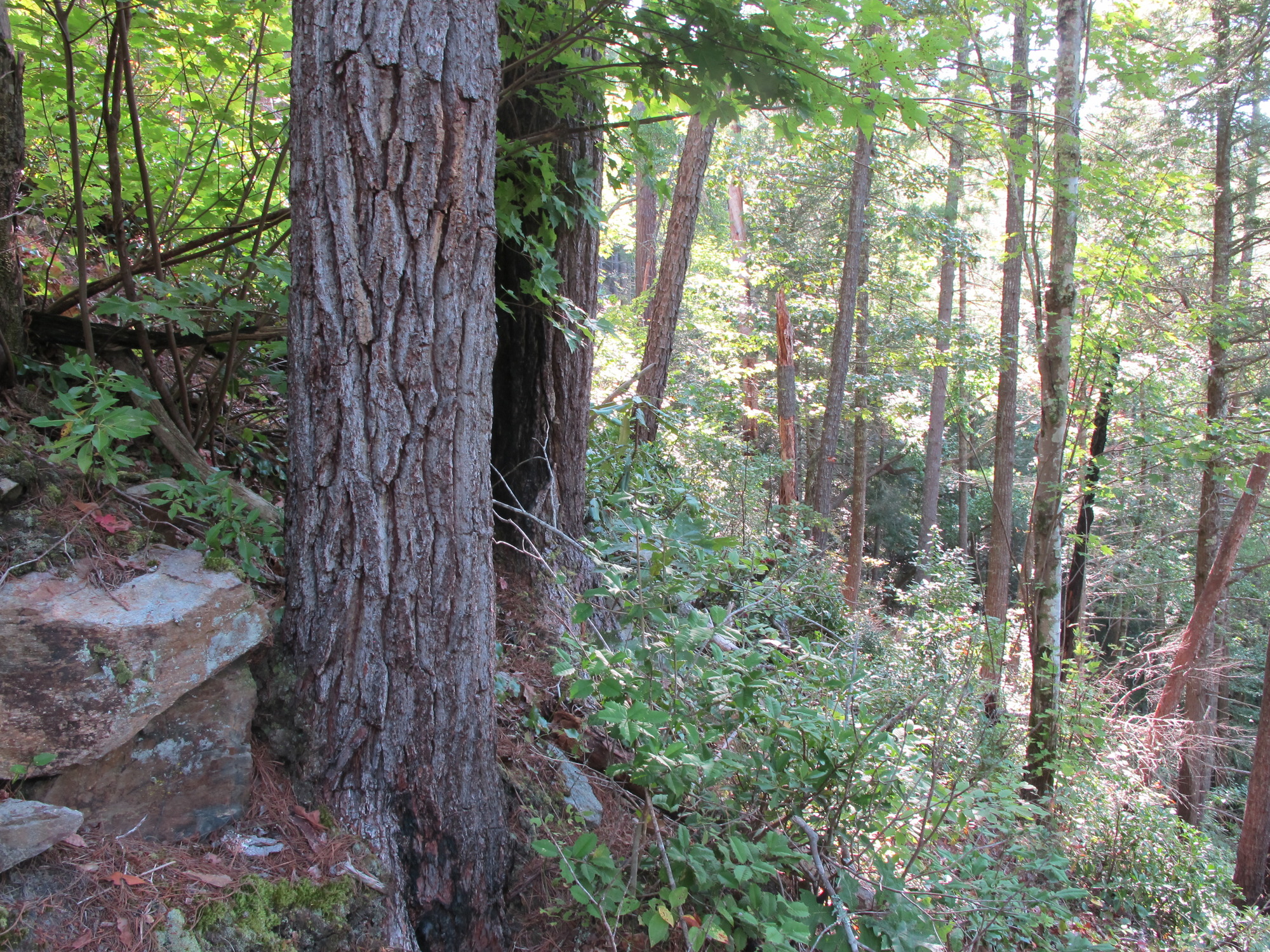 GRSM Accuracy Assessment. Plot Code: GRSM_AA_0808_3