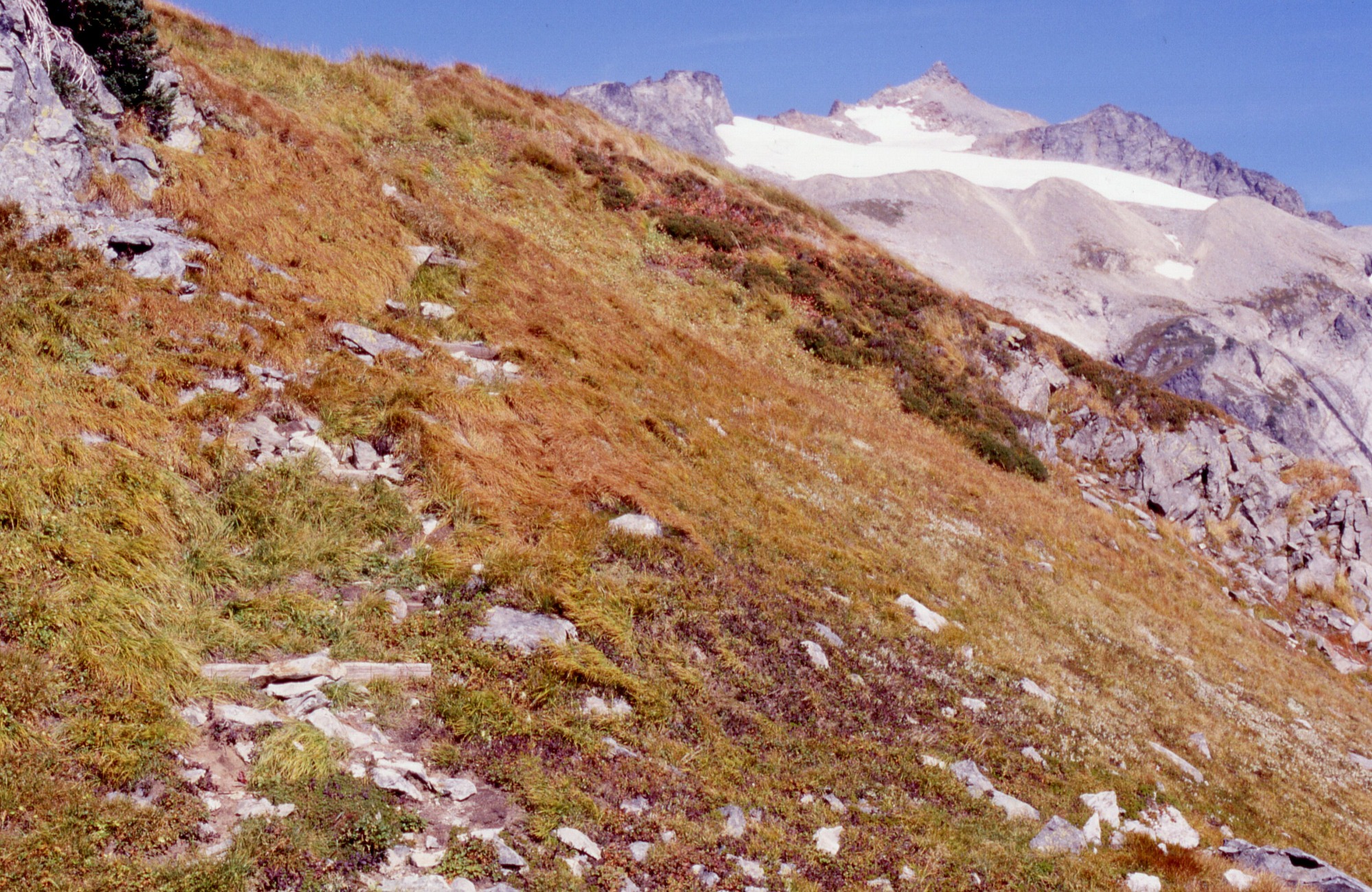 A braided trail studded with rocks and clumps of grasses and wildflowers leading up a grassy hill. In the distance are snowy, rocky mountainsides and peaks.