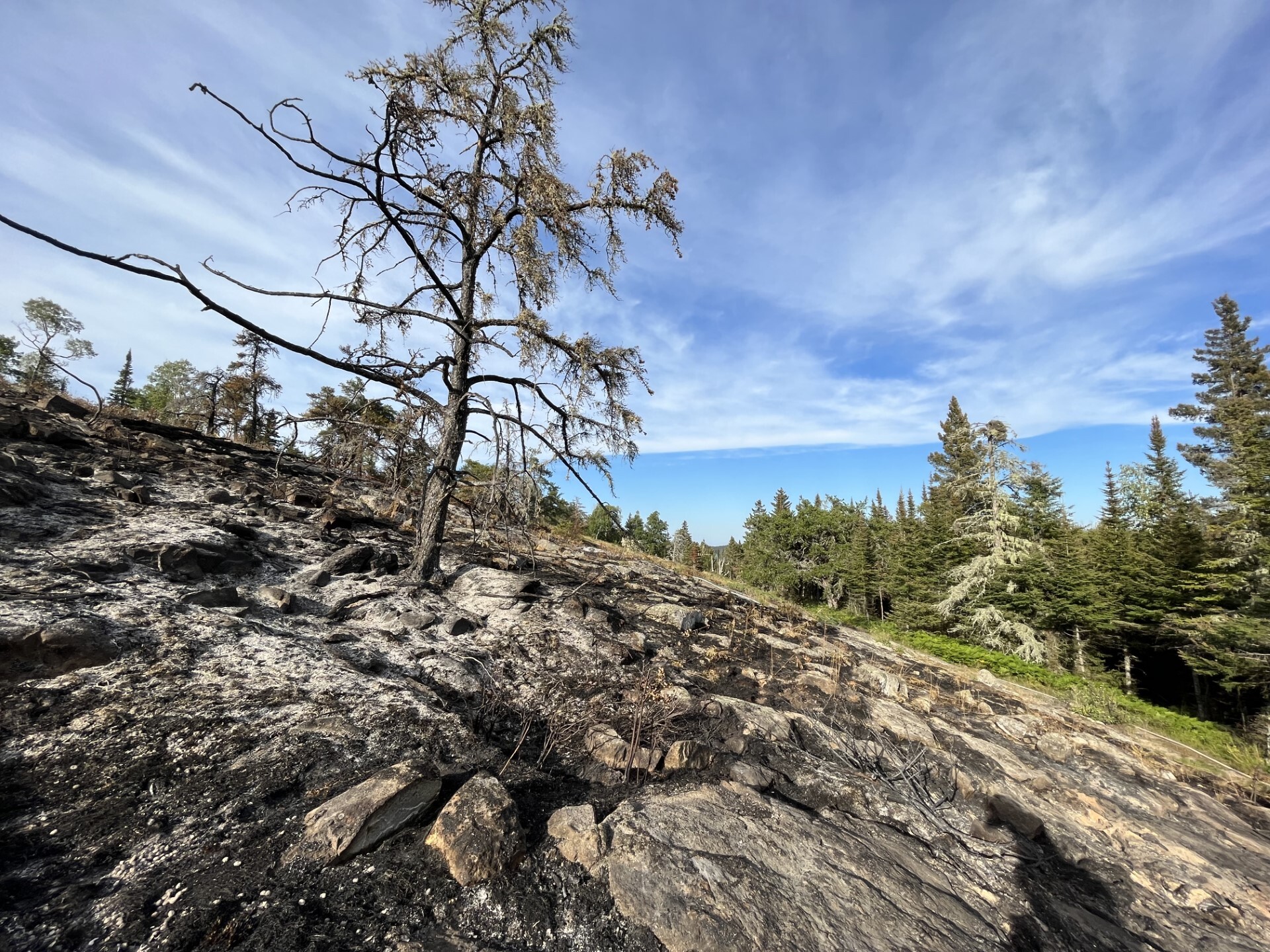 A burnt tree stands in a blackened, burnt location. Unburnt foliage is in the background.