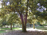 A tree in the foreground with a bifurcated trunk with other trees in the background.