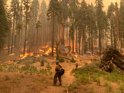 Three firefighters are spread out along a fireline looking toward a fire burning in a conifer forest in front of them. A charged fire hose is laid out along the fireline behind them. 
