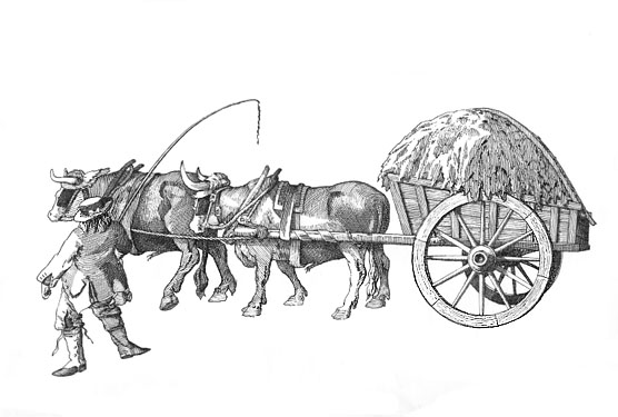A hay wagon with teamster pulled by a team of oxen.