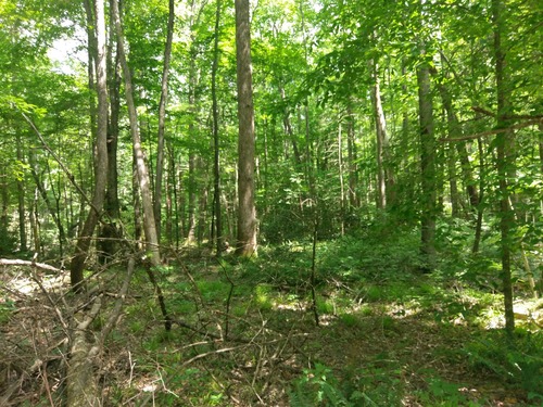 GRSM Accuracy Assessment. Plot Code: GRSM_AA_0795_2