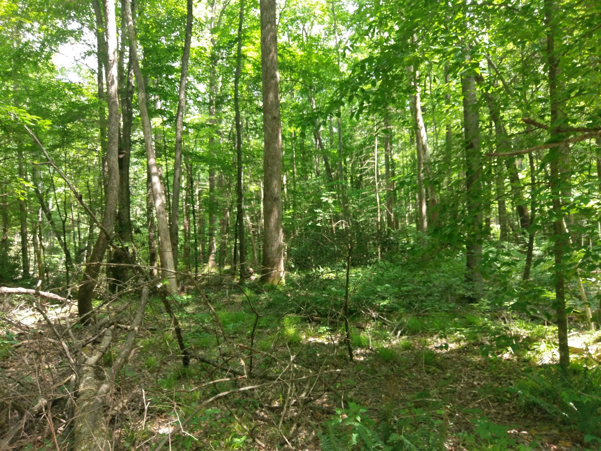 GRSM Accuracy Assessment. Plot Code: GRSM_AA_0795_2