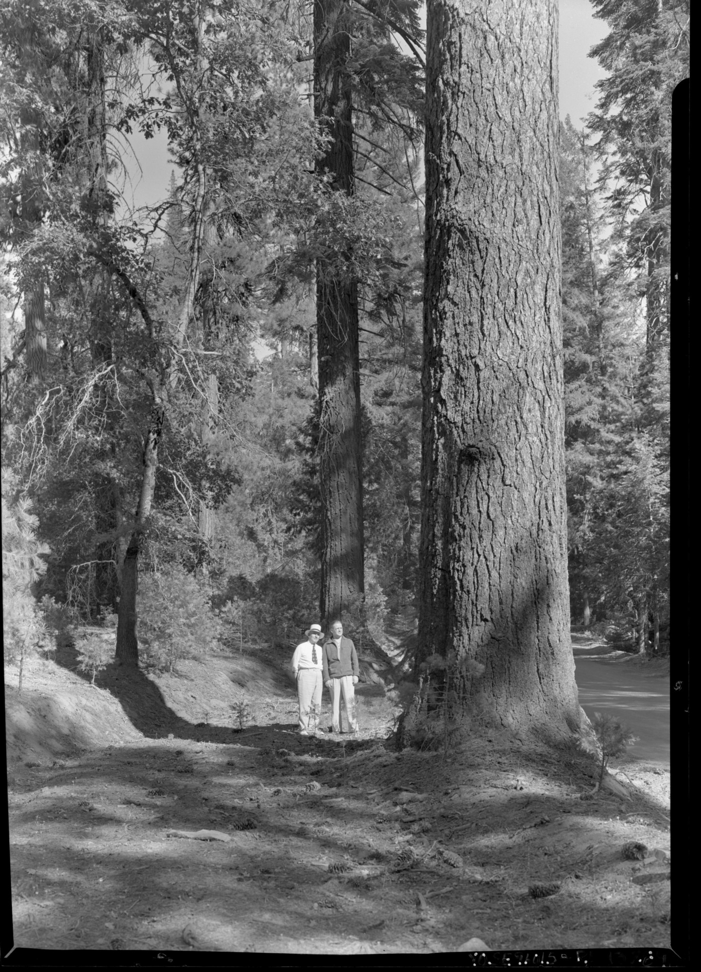 Congressman Chas. Kramer & Gordon McDonough, Los Angeles County Supervisor under a Sugar Pine.