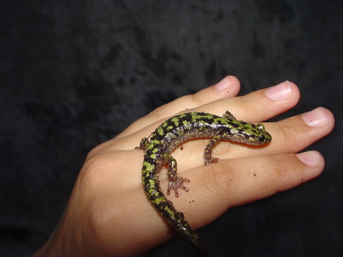 A slimy lizard resting on a hand