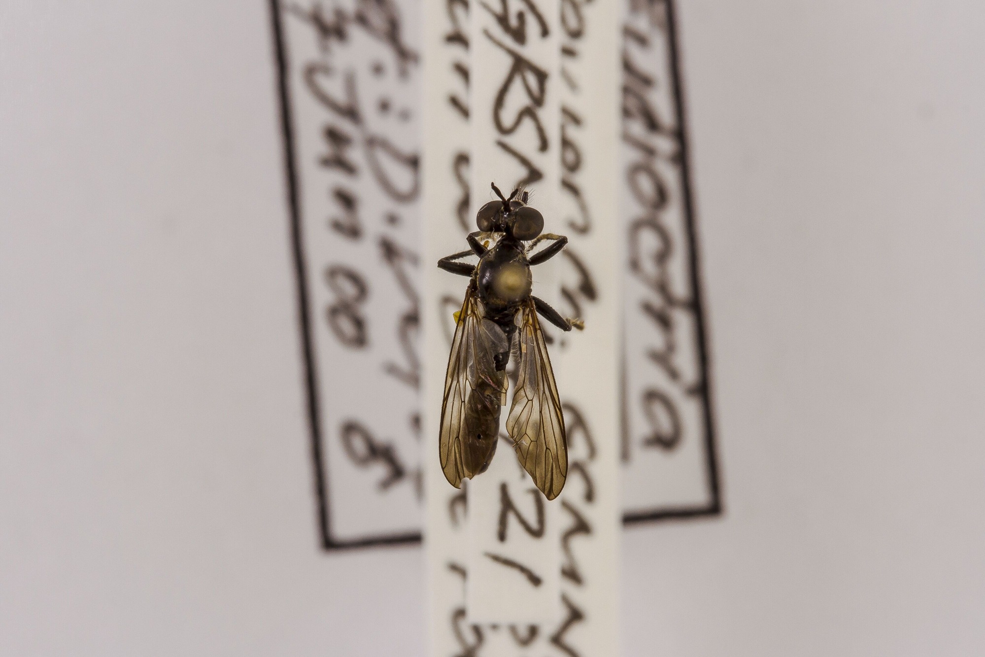 Image of Eudioctria albius, a species of Animalia